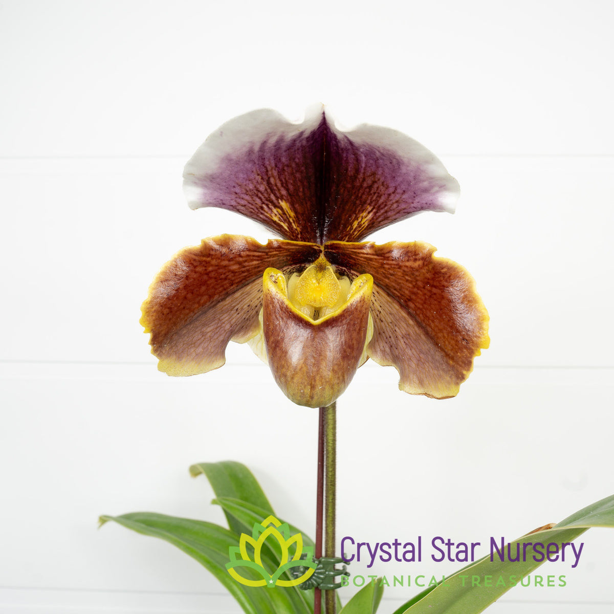 Paphiopedilum Cocoa Crown Circle (13R123)