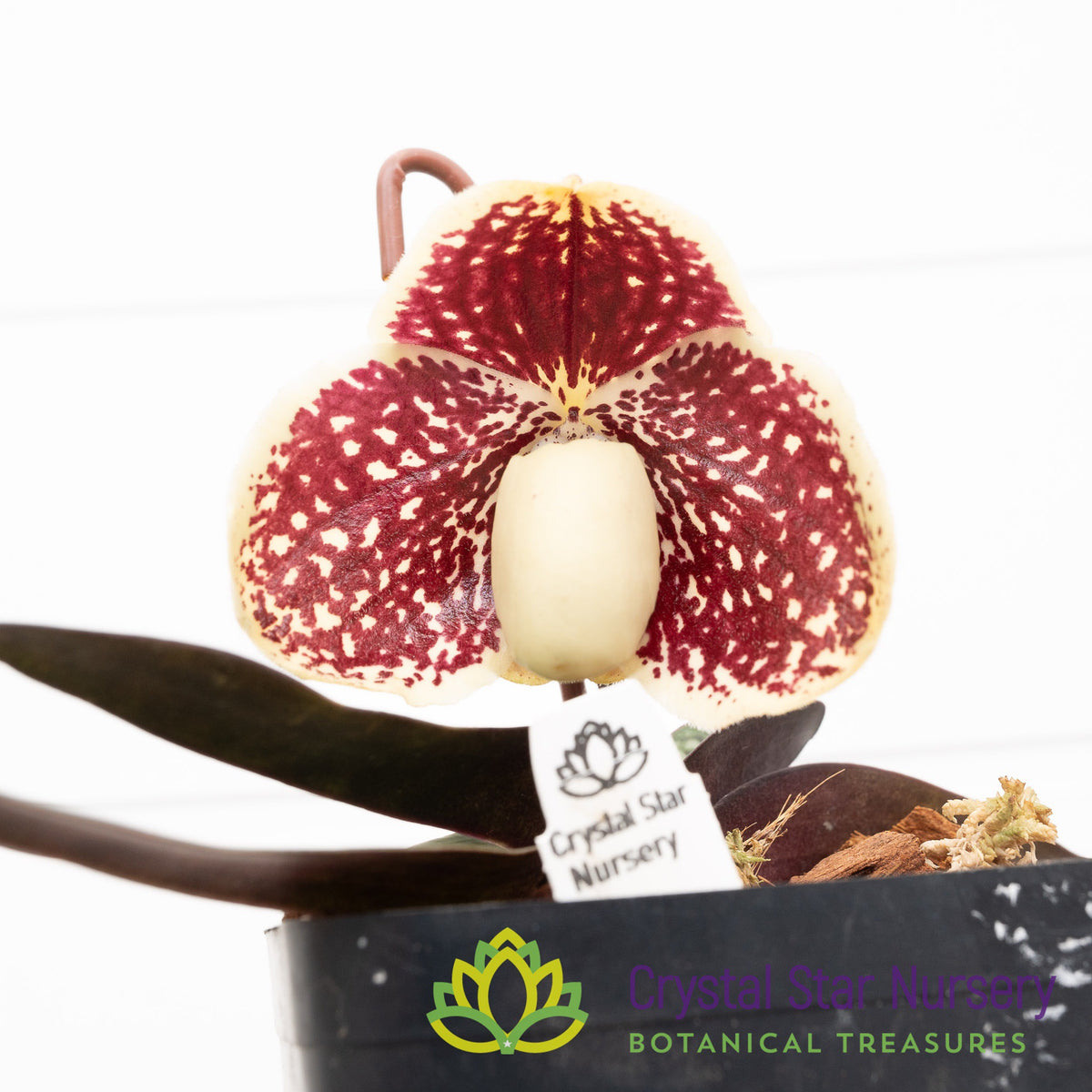 Paphiopedilum Godefroyae var Leucochilum x Sib (#11)