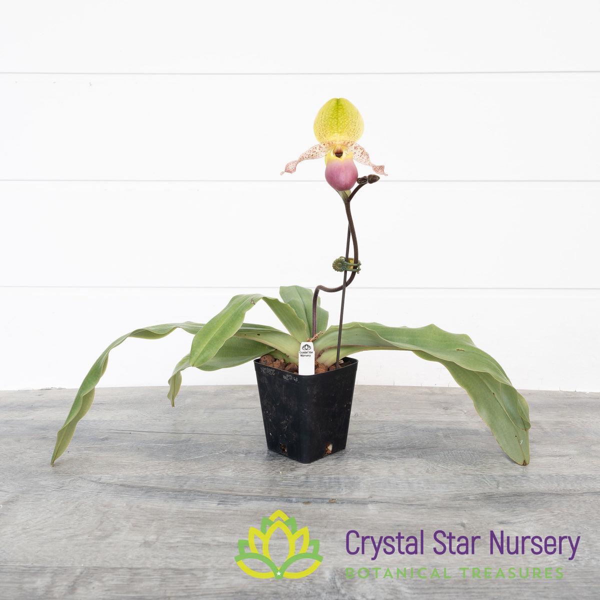 Paphiopedilum Moquettianum x Sib (#3)