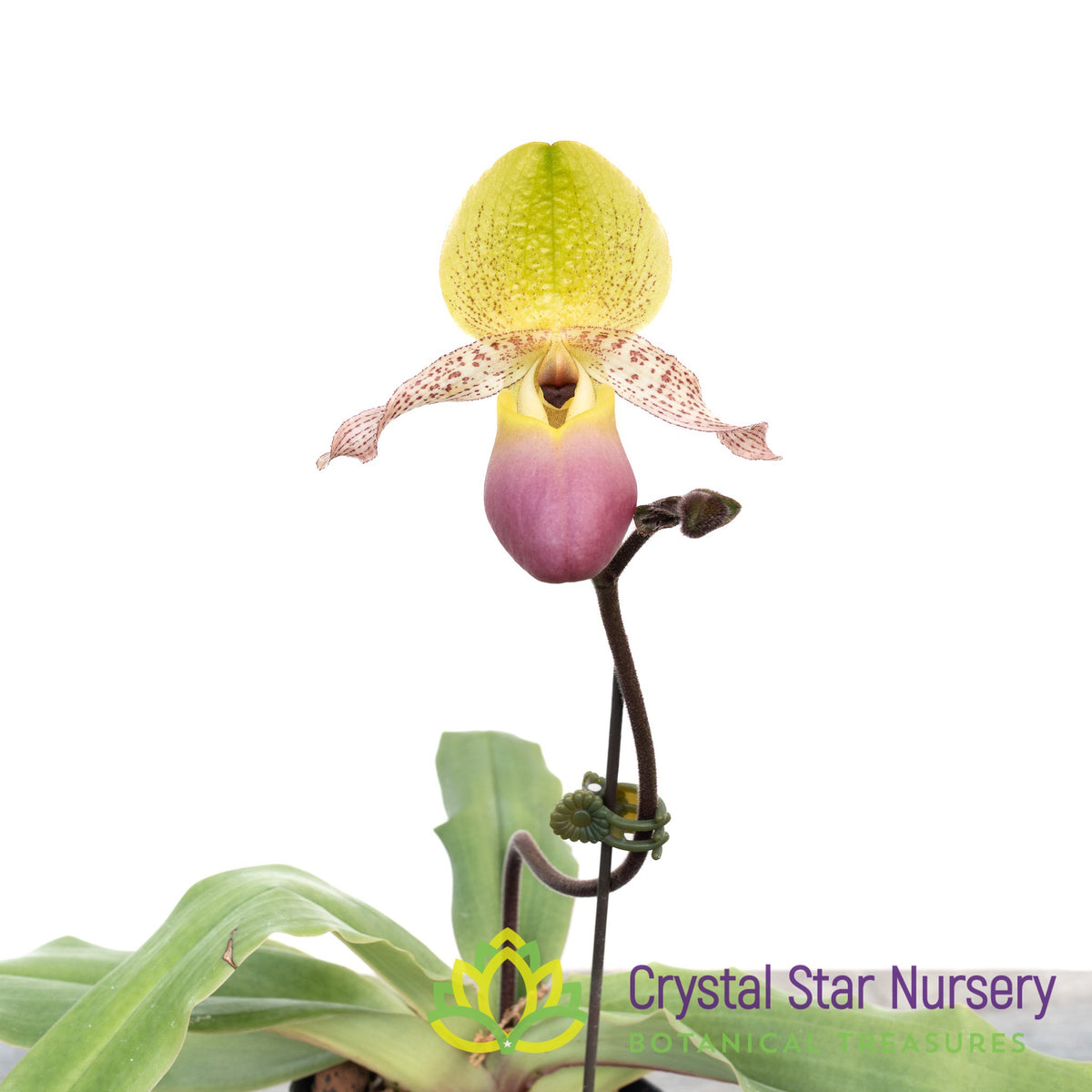 Paphiopedilum Moquettianum x Sib (#3)