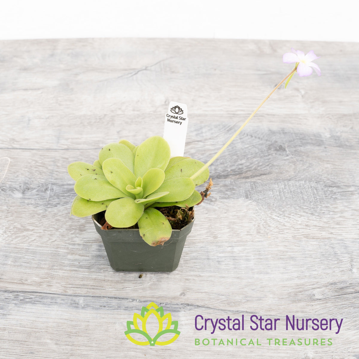 Pinguicula Gigantea x Moctezumae