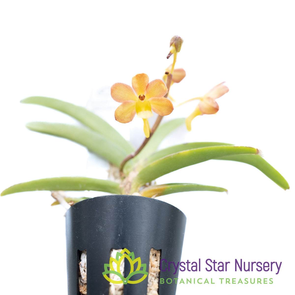 Vanda Mini Seedling (D7)