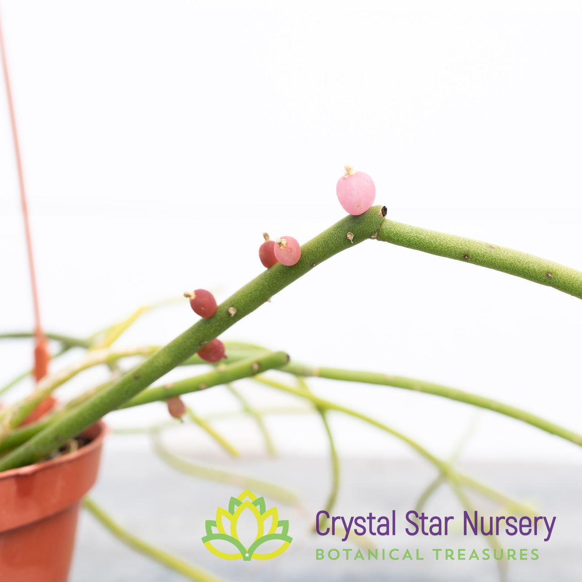 Rhipsalis Baccifera (Pink Fruit)