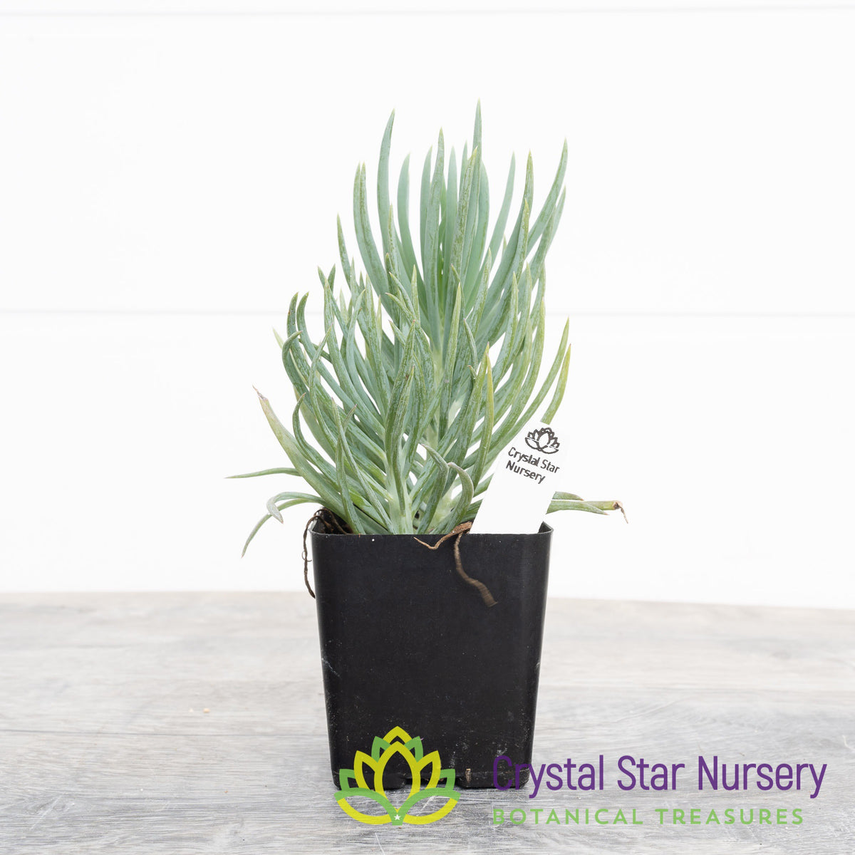 Senecio vitalis (Narrow-Leaf Chalksticks)