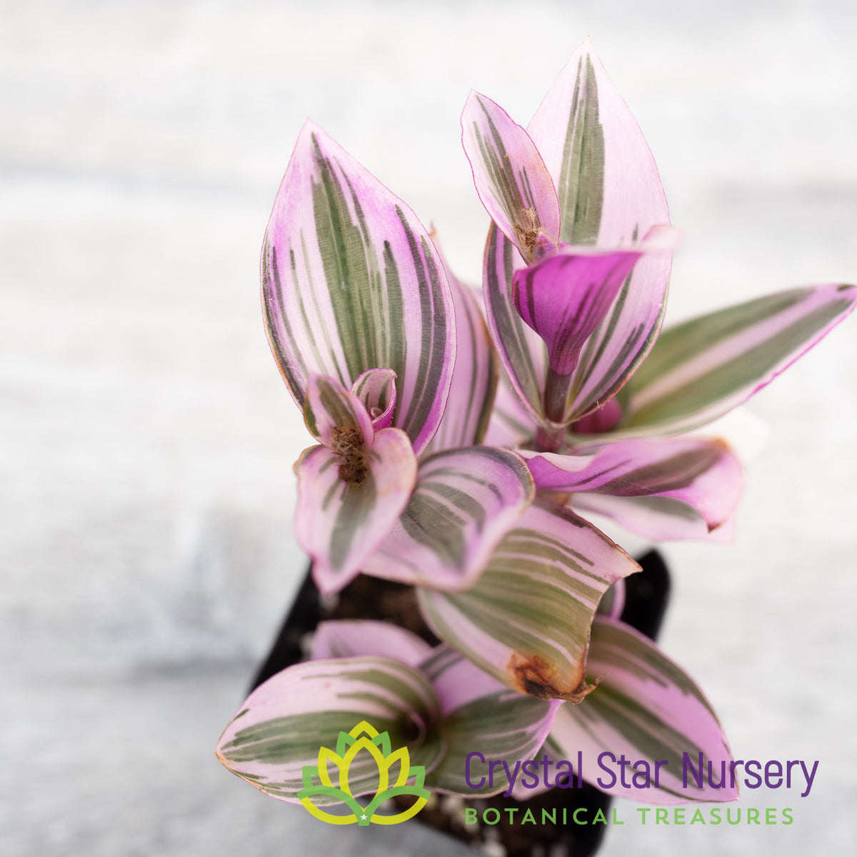 Tradescantia Fluminensis Lilac