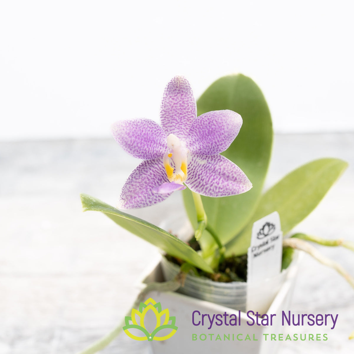 Phalaenopsis Equalacea X Lioulin Blue Parrot (3474)