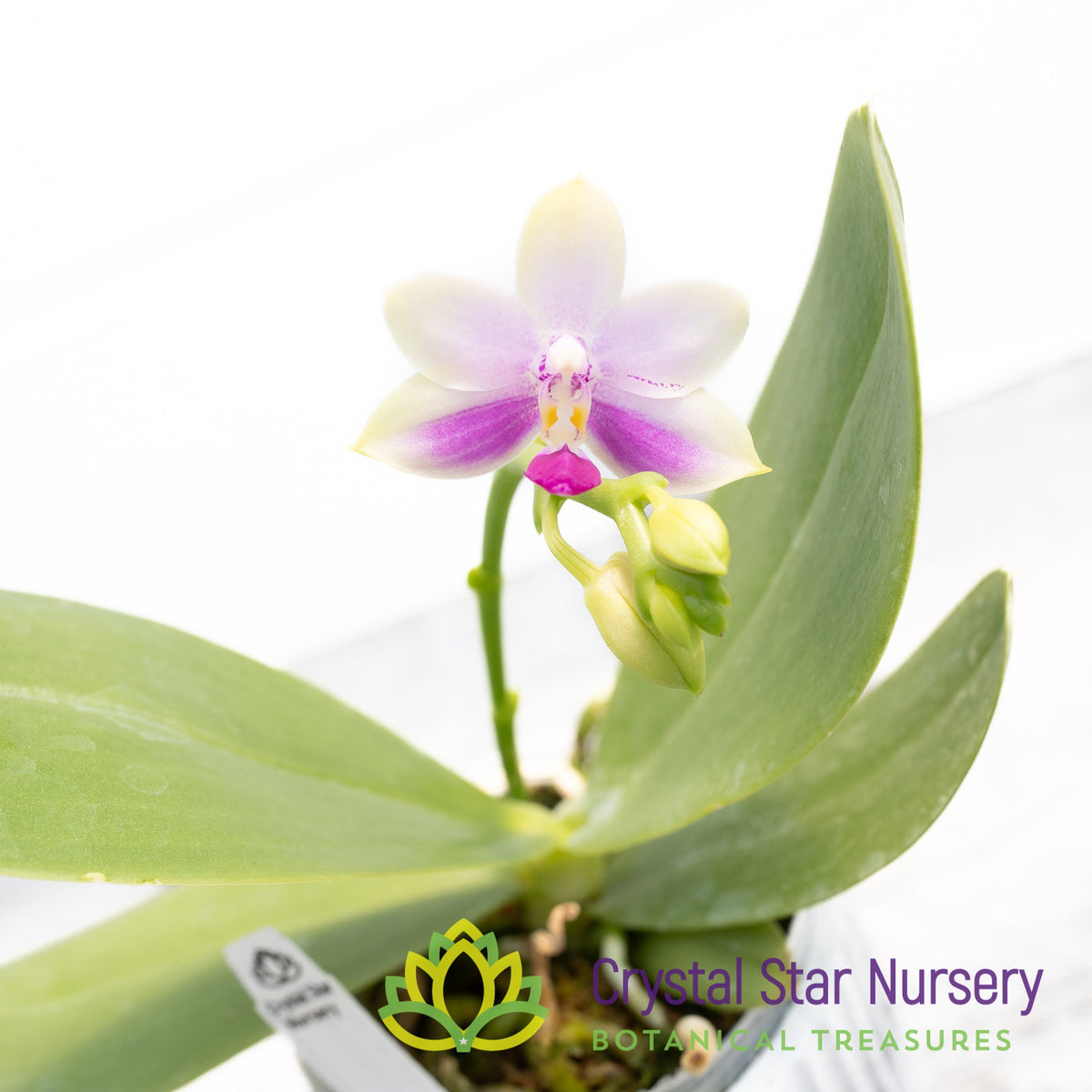 Phalaenopsis Purple Martin (54)