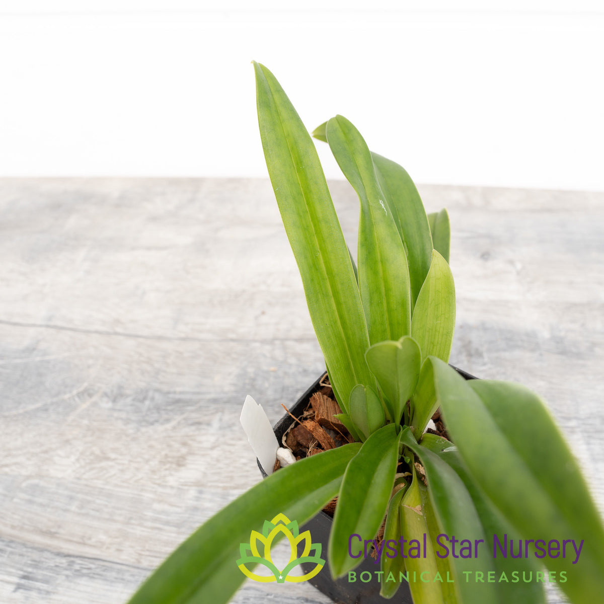 Paphiopedilum Esquirolei var Alba x Sib (#1)