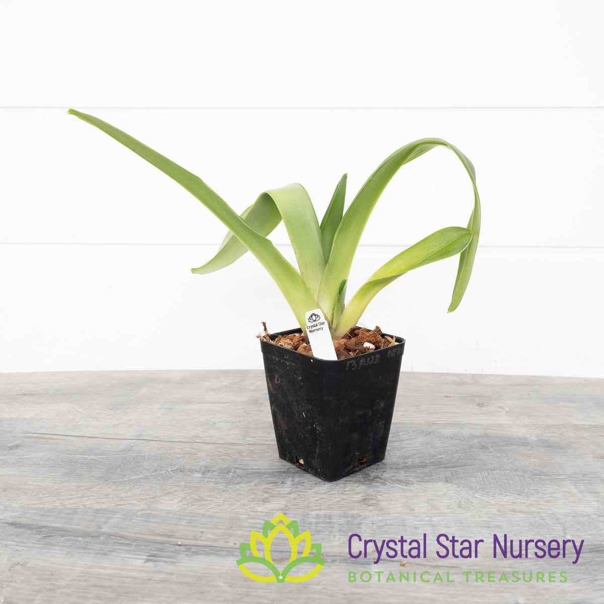 Paphiopedilum Cocoa Crown Circle (13R123)