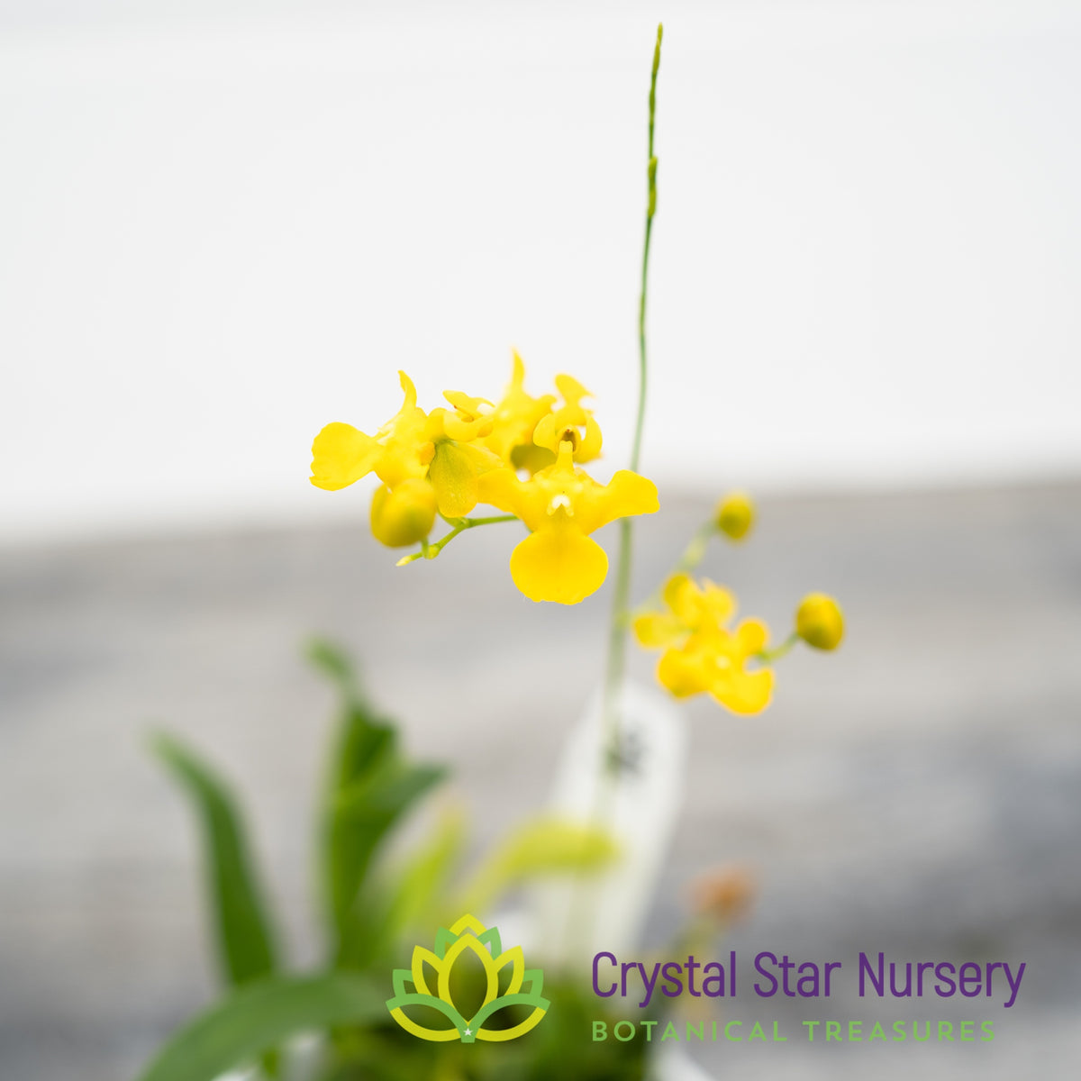 Oncidium Cheirophorum