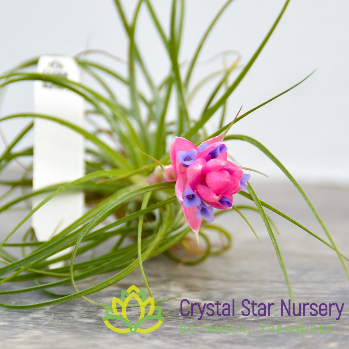 Tillandsia Stricta