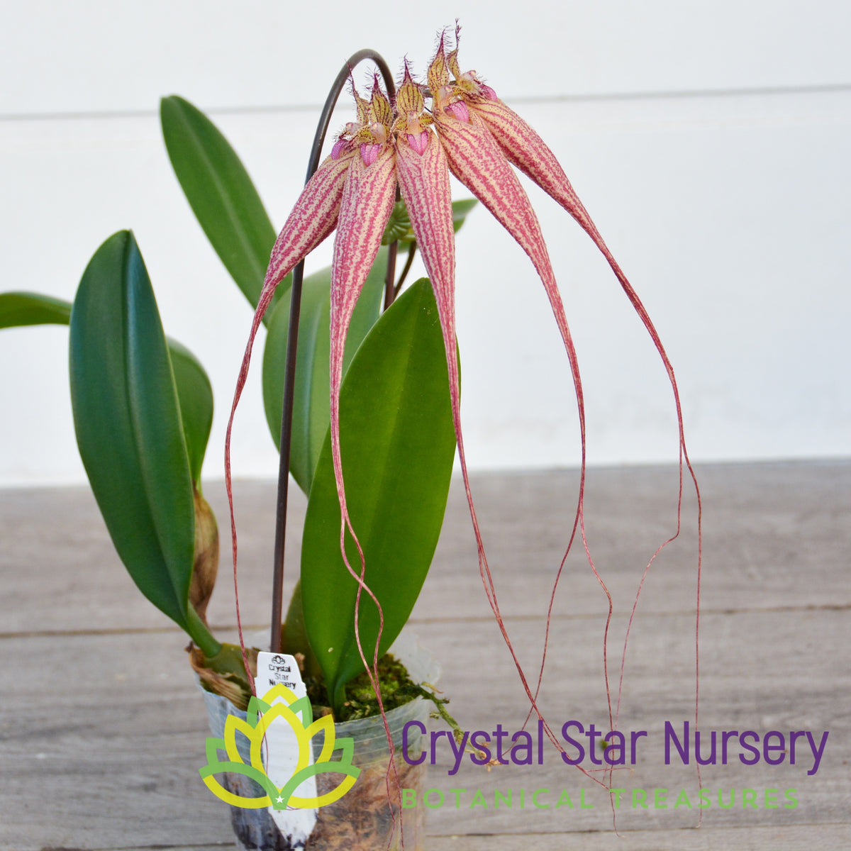 Bulbophyllum Elizabeth Ann