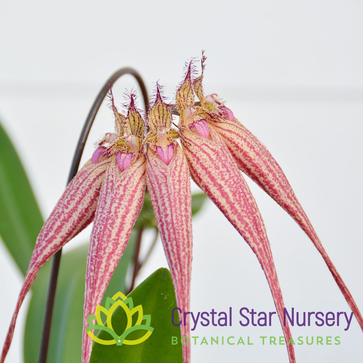 Bulbophyllum Elizabeth Ann