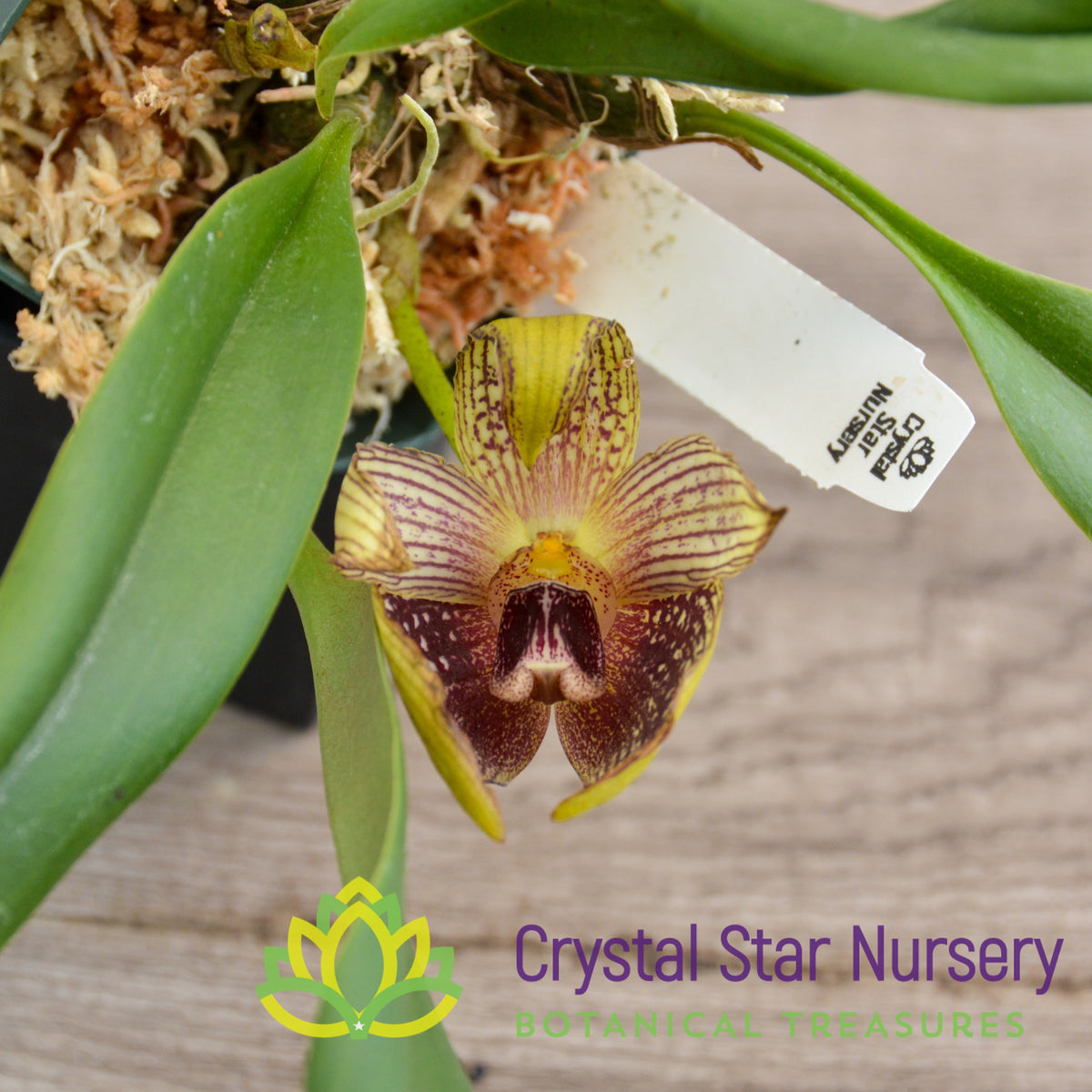 Bulbophyllum Facetum