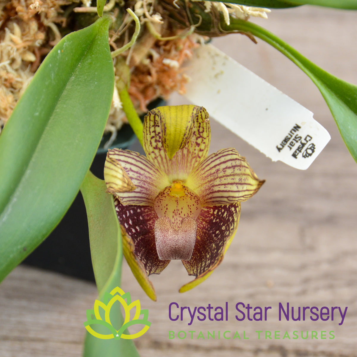 Bulbophyllum Facetum