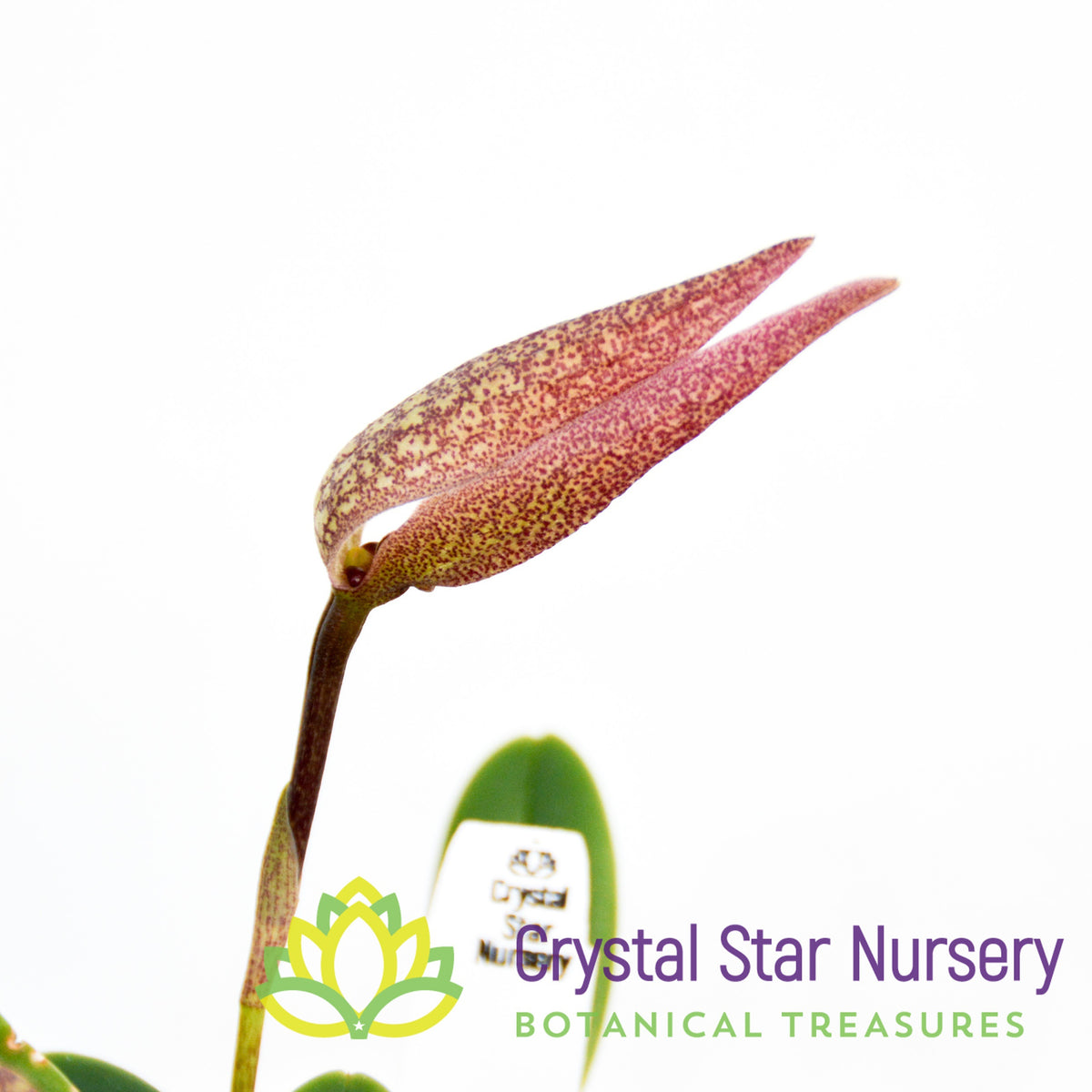 Bulbophyllum Fraudulentum (11)