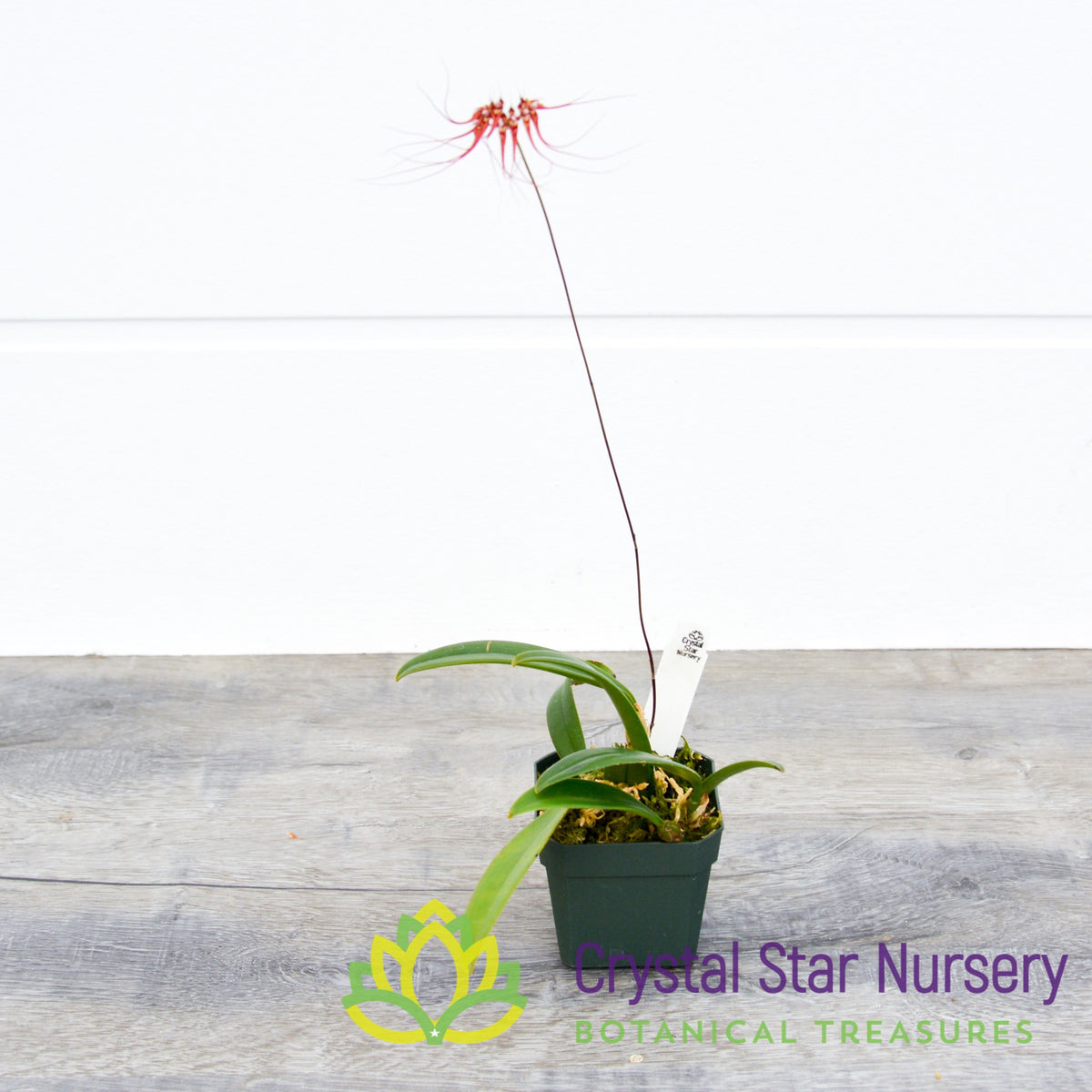 Bulbophyllum Gracillimum (11)