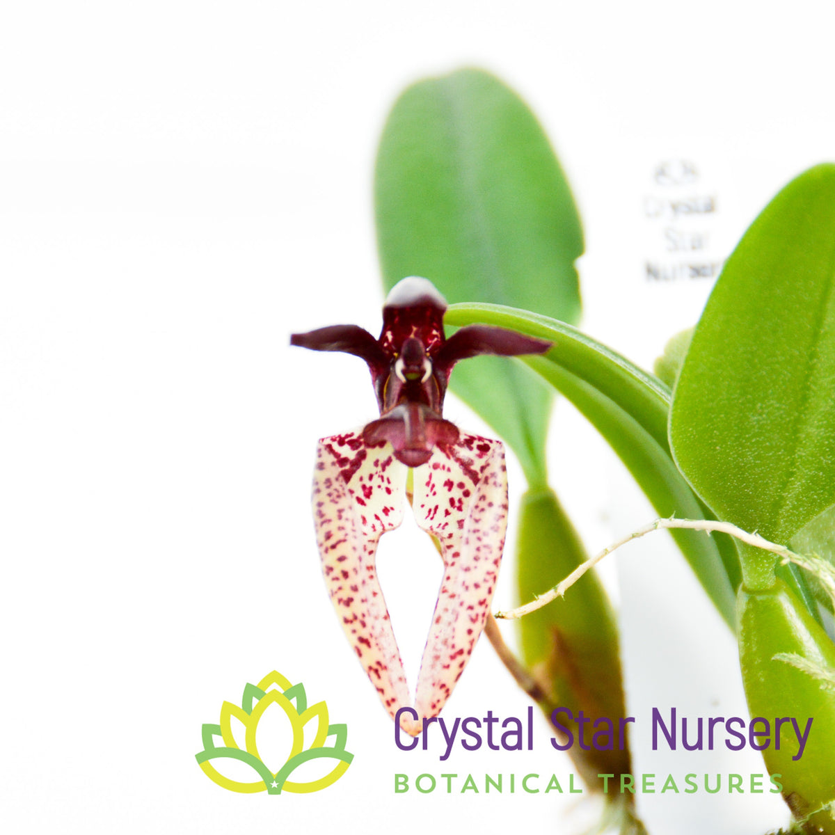 Bulbophyllum Lasiochilum (#26)