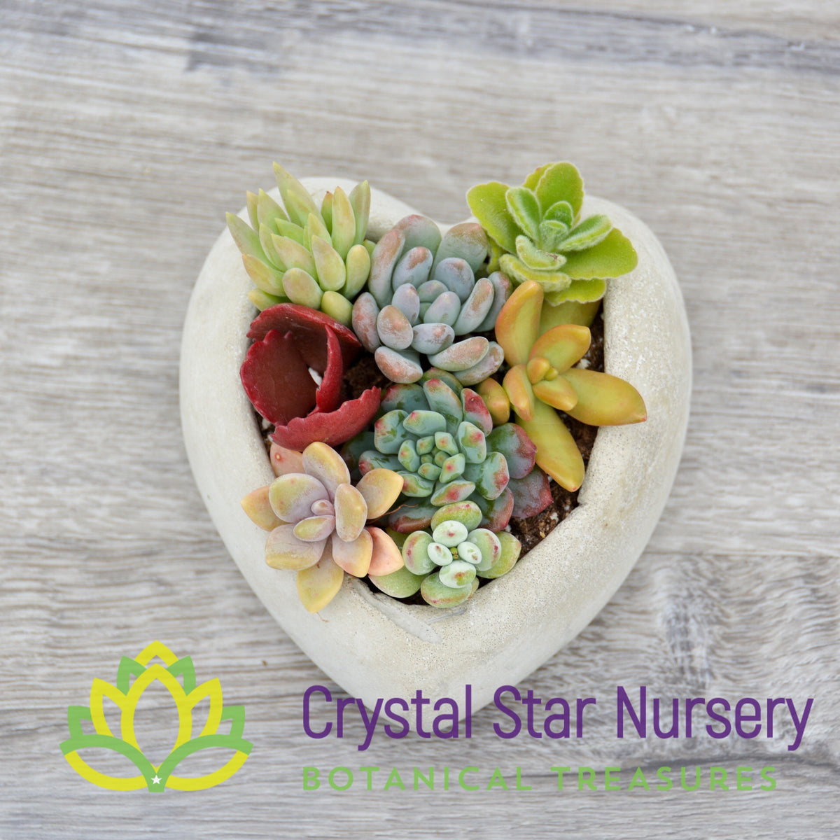 DIY Succulent Kit