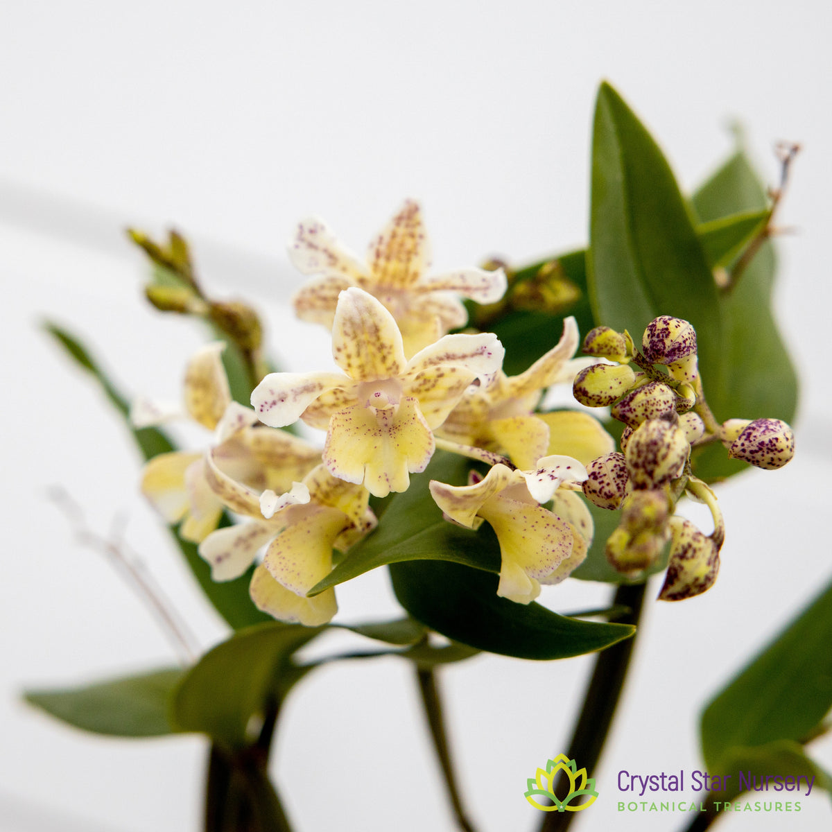 Dendrobium Micro Chip