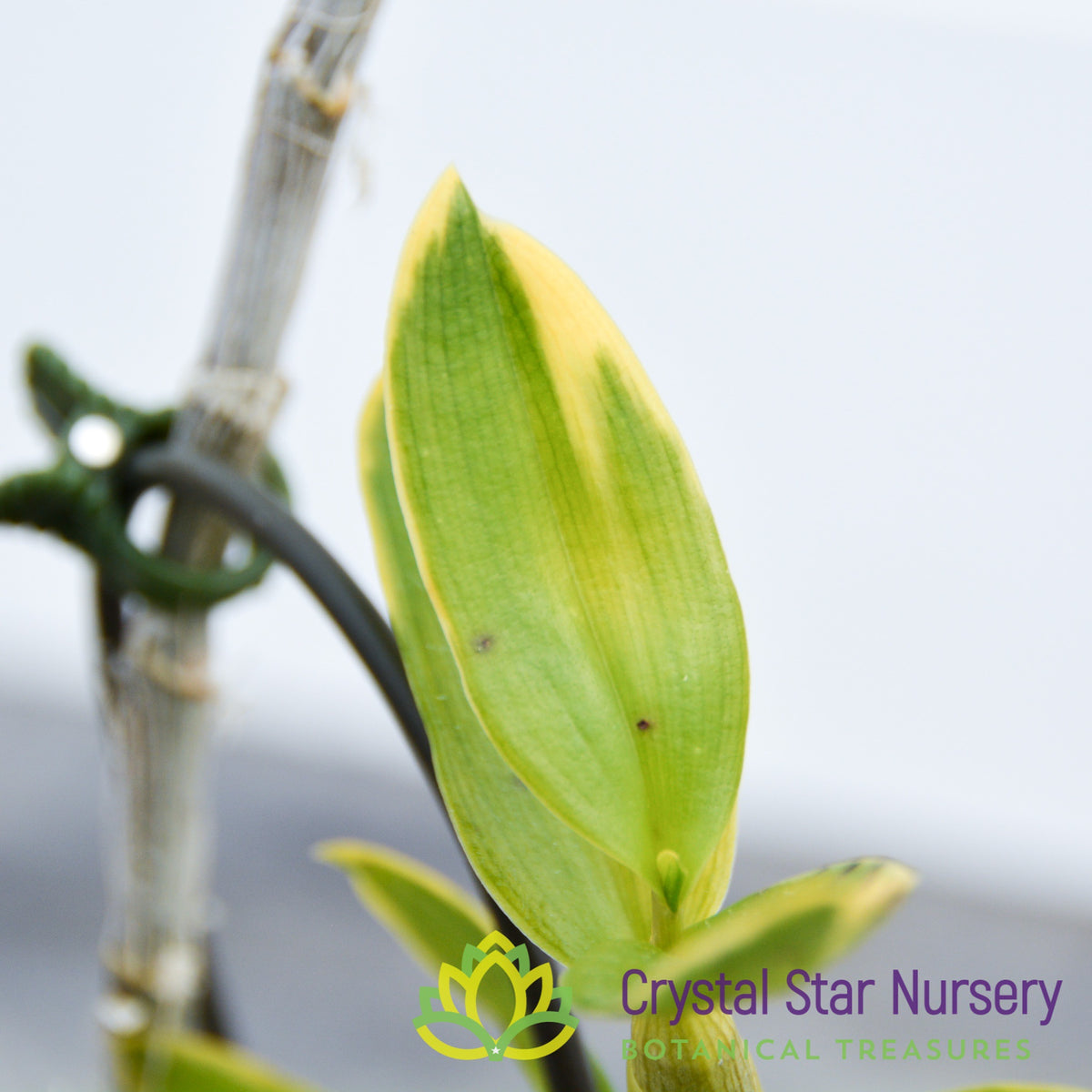 Dendrobium Nestor Variegated