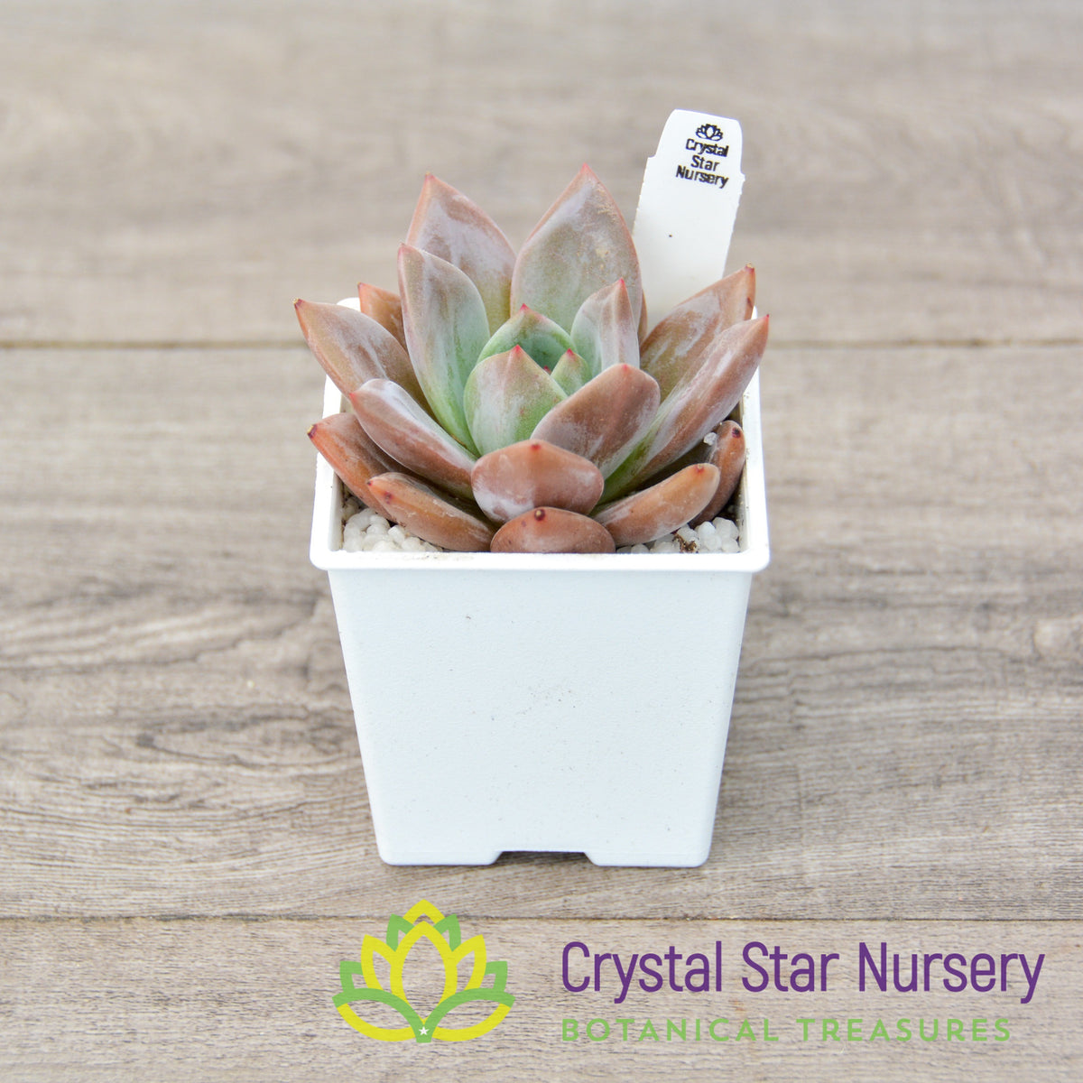 Echeveria Champagne