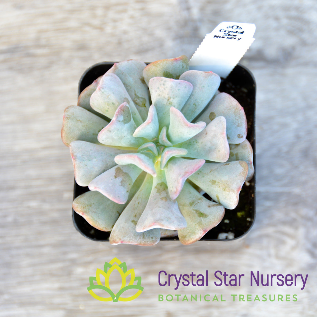 Echeveria Cubic Frost