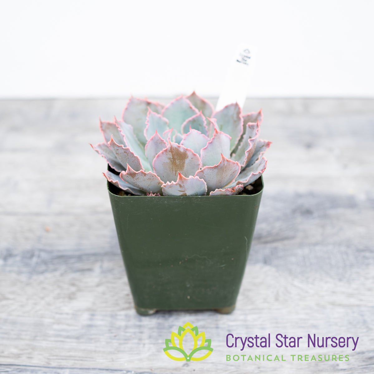 Echeveria Morning Star