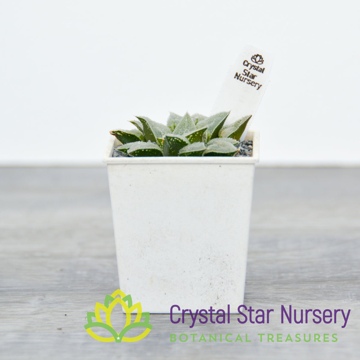 Haworthia Emelyae