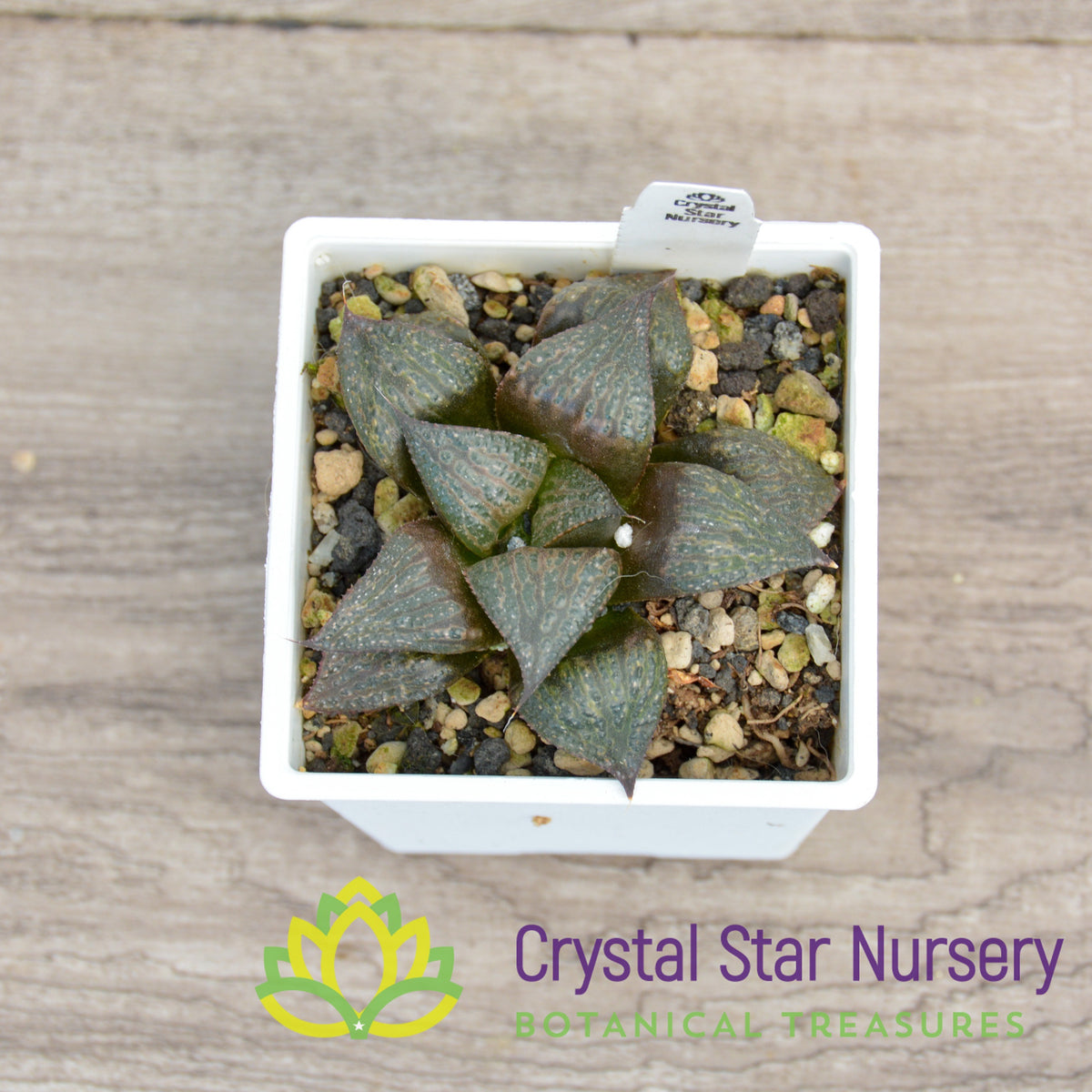 Haworthia Splendens Hybrid