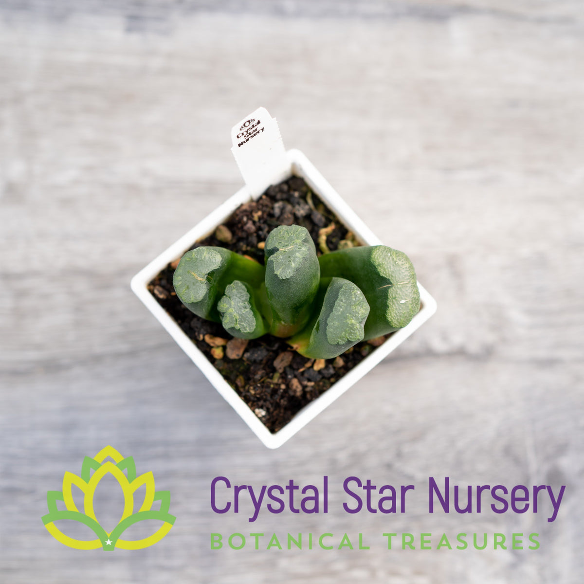 Haworthia Truncata Hybrid (SP005)