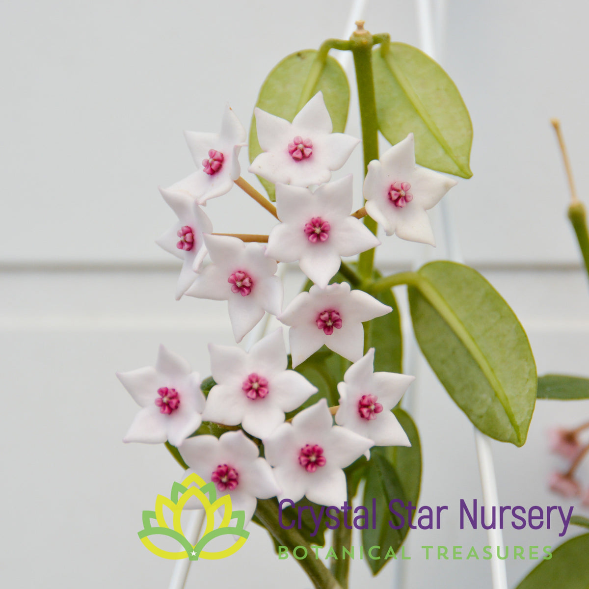 Hoya lithophytica