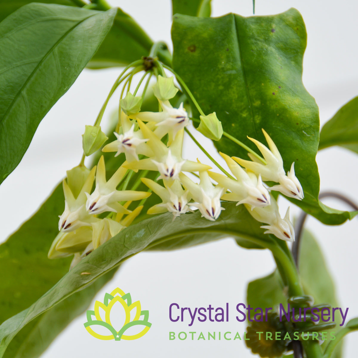 Hoya multiflora