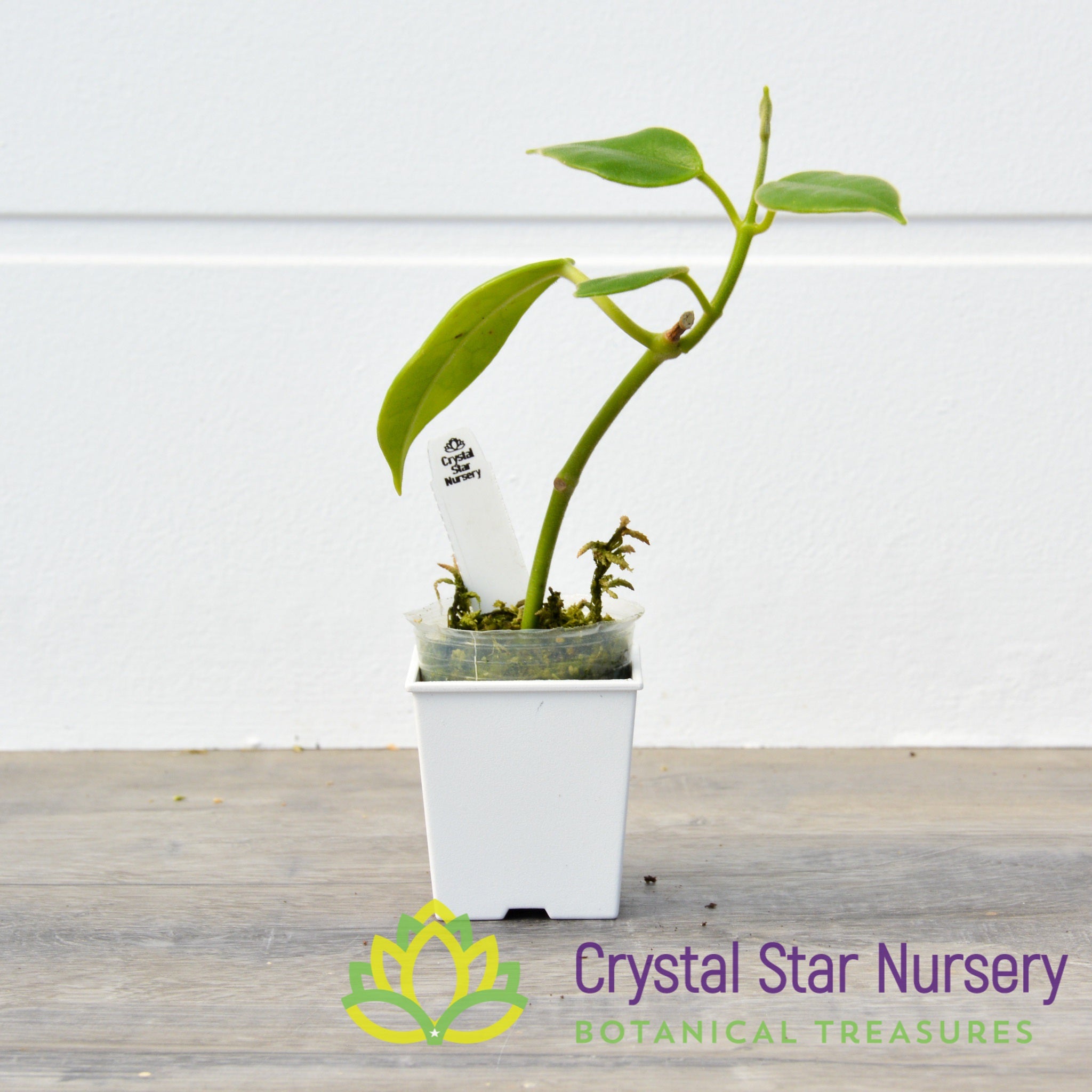 Hoya optimistic - Crystal Star Nursery