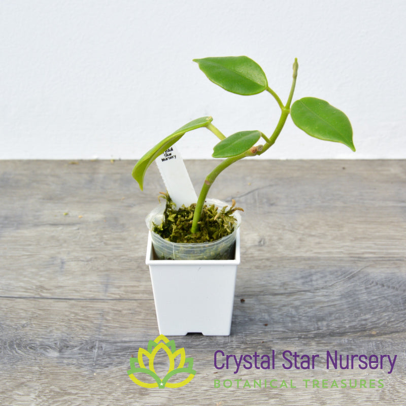 Hoya Optimistic - Crystal Star Nursery