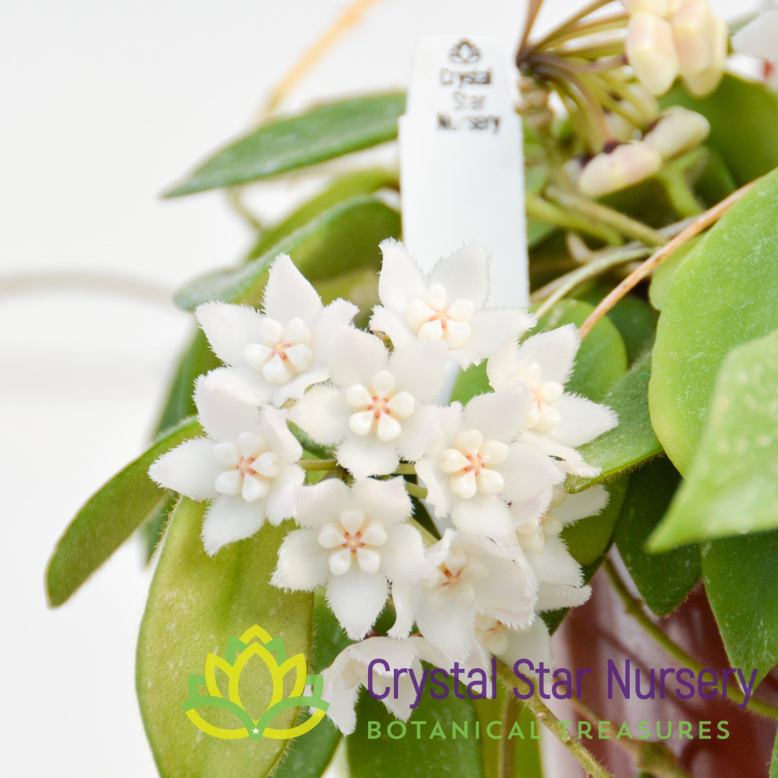 Hoya thomsonii (white)