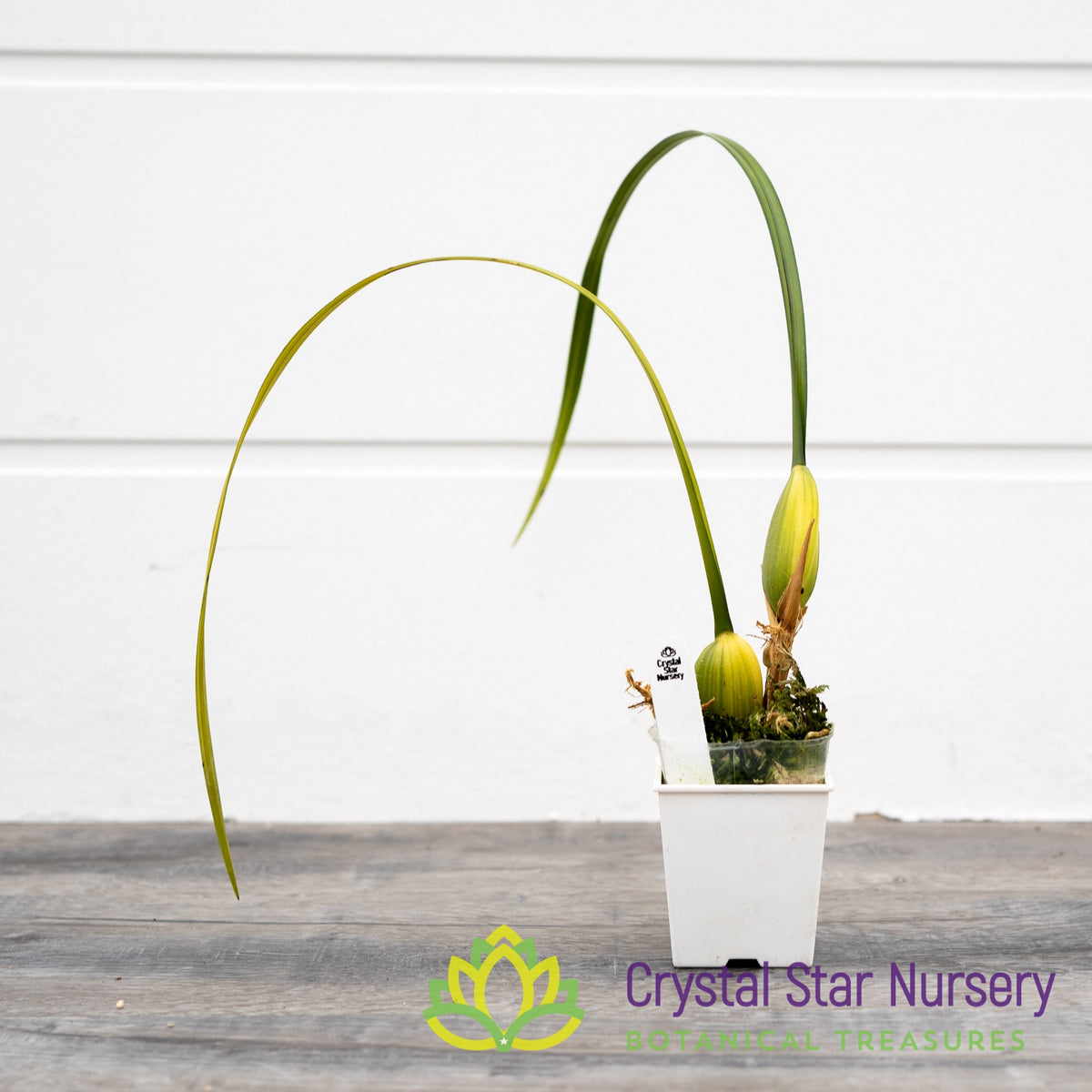 Maxillaria Tenuifolia Variegated