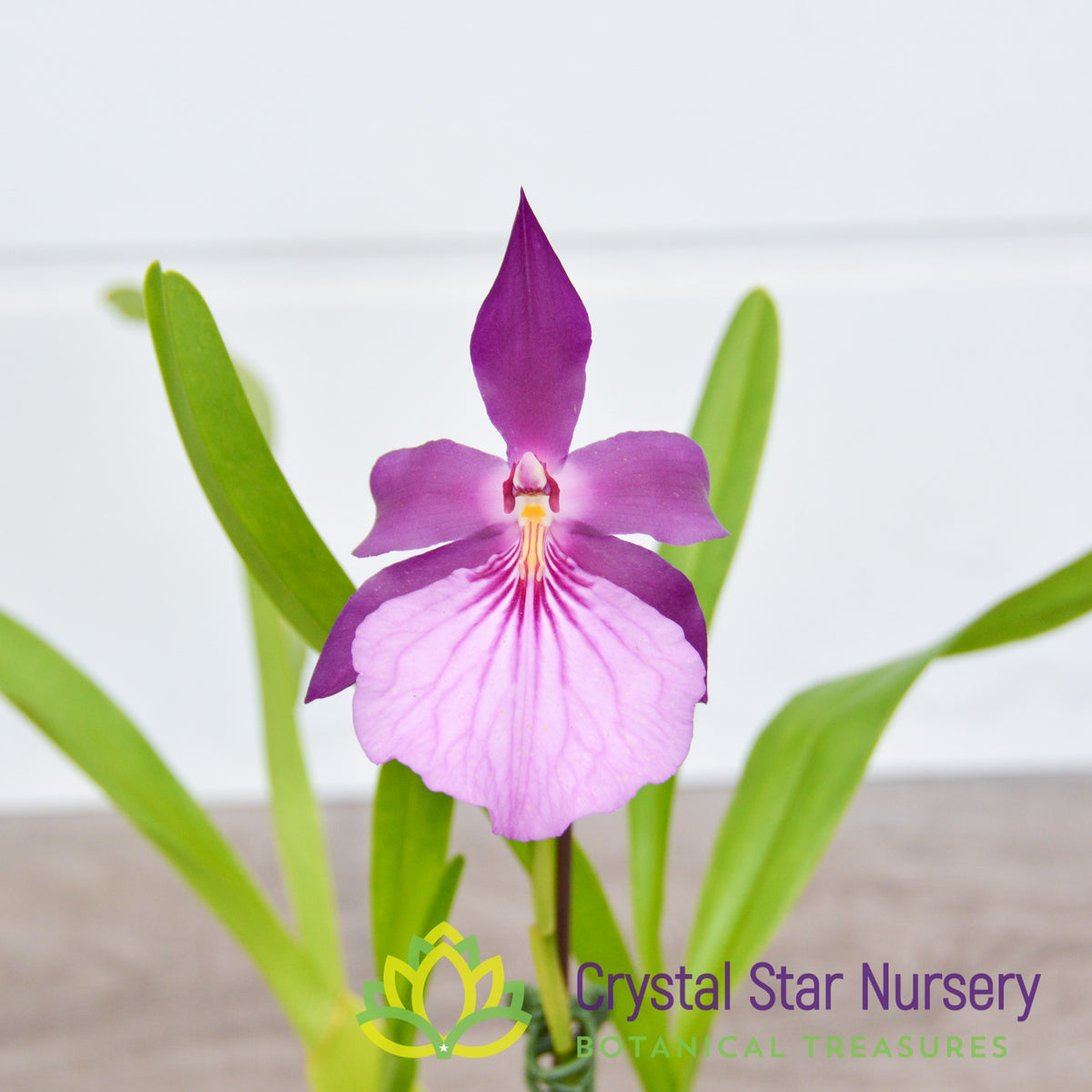 Miltonia Spectabilis var Moreliana 