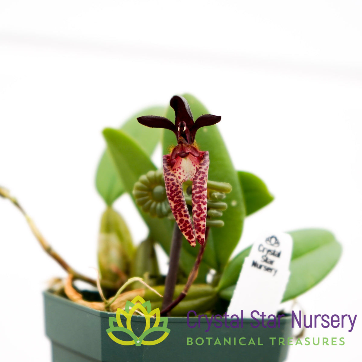 Bulbophyllum Lasiochilum (#26)