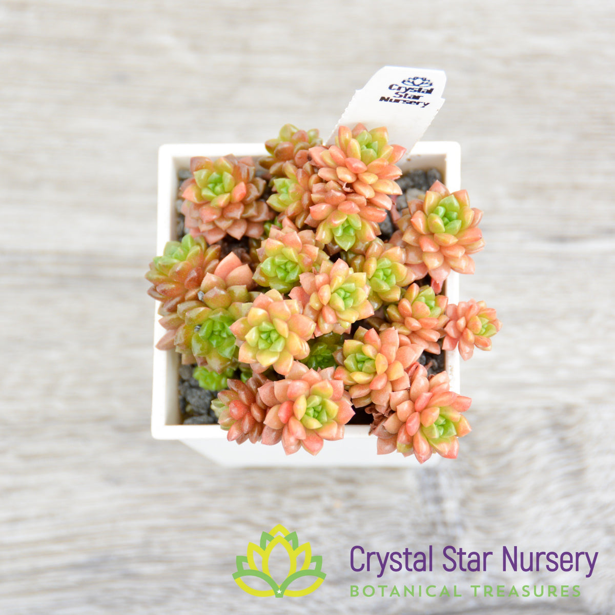 Sedum Little Gem