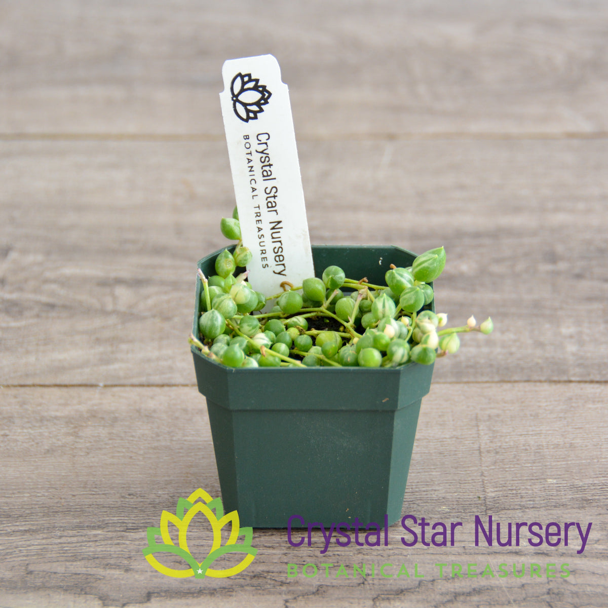 Senecio/Curio Rowleyanus Variegated - Variegated String of pearls