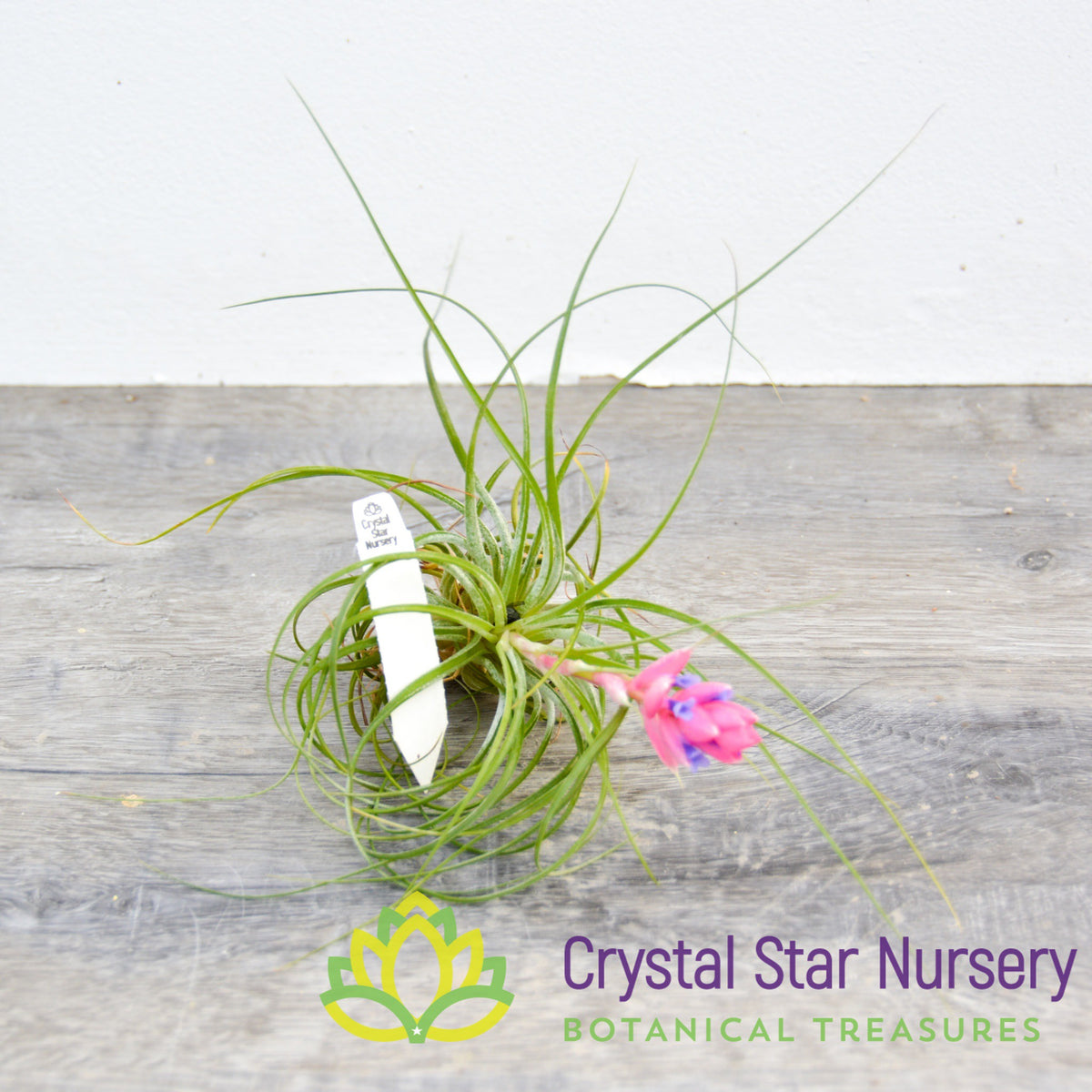 Tillandsia Stricta