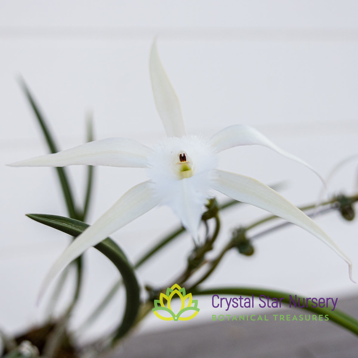 Brassavola David Sander