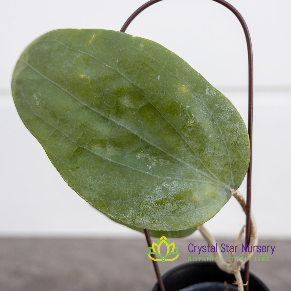 Hoya glabra 'Schlechter' - Crystal Star Nursery