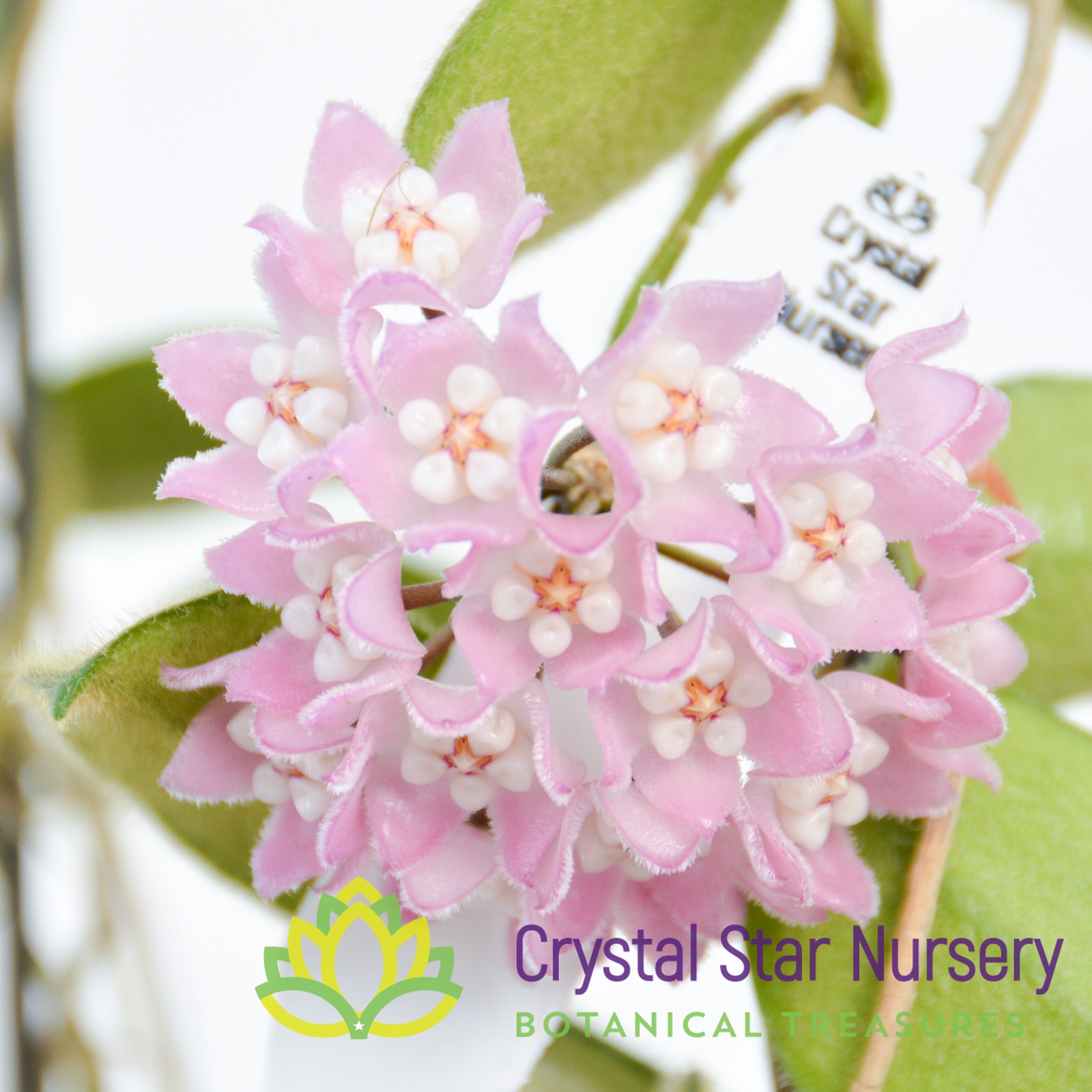 Hoya thomsonii (pink) - Crystal Star Nursery