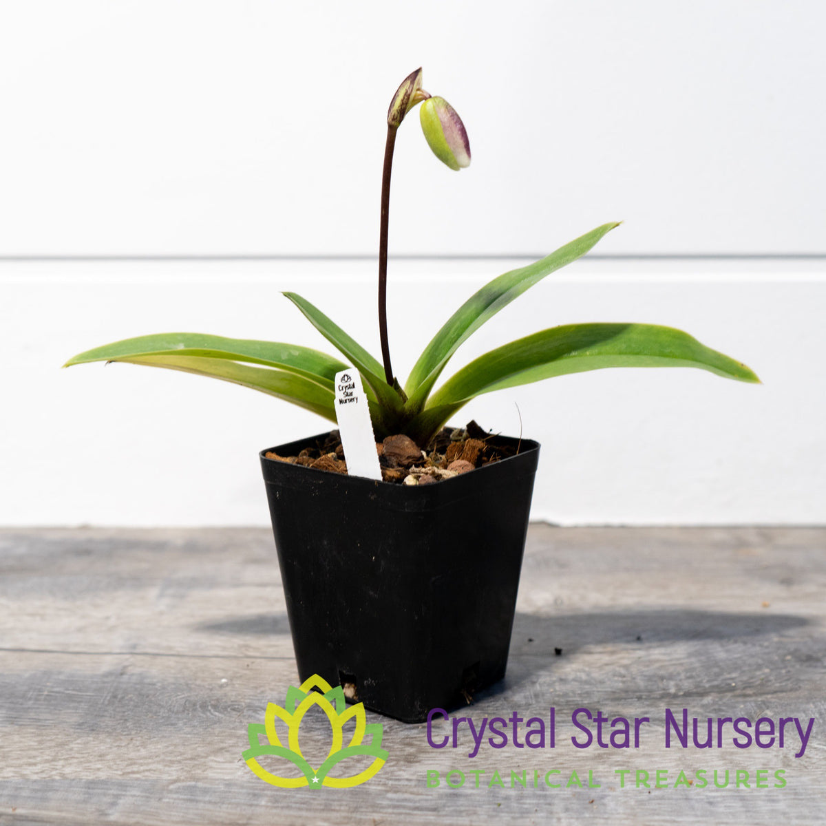 Paphiopedilum Spicerianum (Small Leaves) (N80)