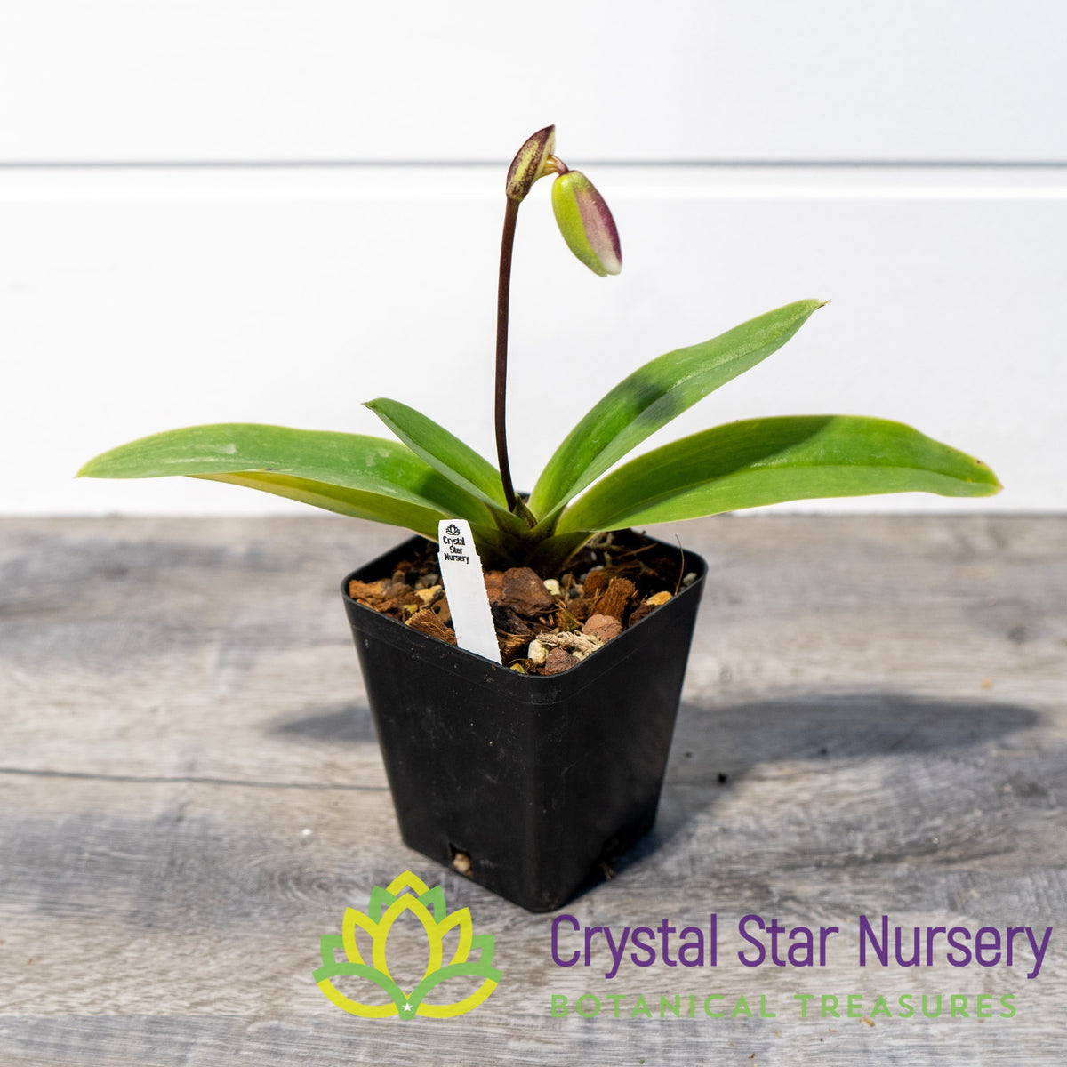 Paphiopedilum Spicerianum (Small Leaves) (N80)