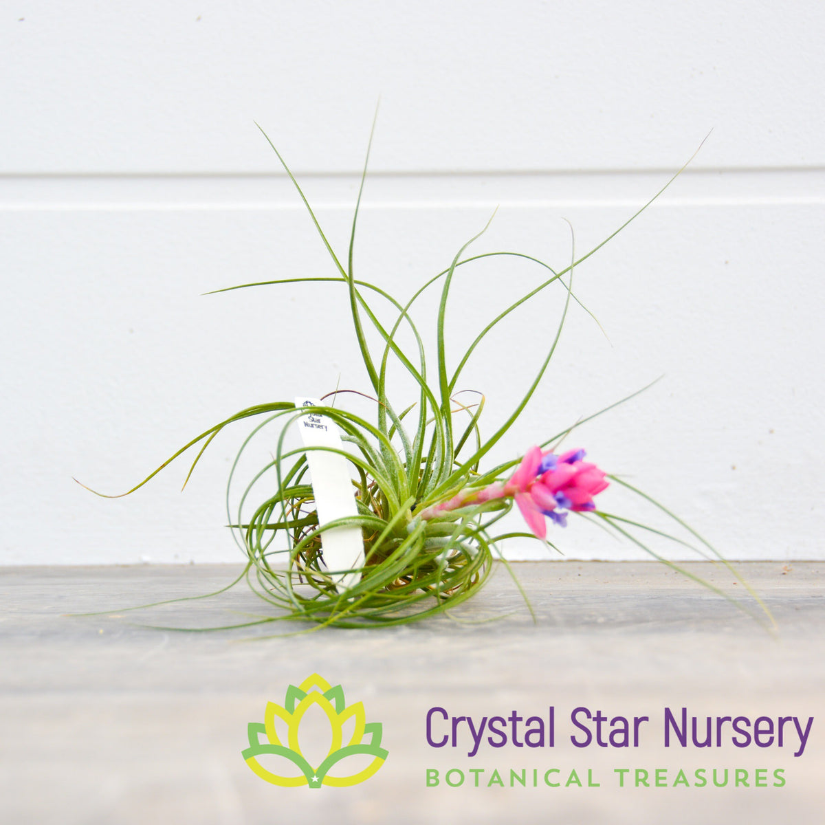 Tillandsia Stricta